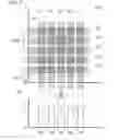 Fig. 04 - Particle analysis and sorting apparatus and methods