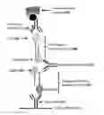 Fig. 01 - Methods and compositions for detecting multiple analytes with a single signal