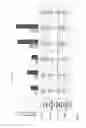 Fig. 10 - Engineered red blood cell-based biosensors