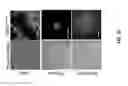 Fig. 04 - Isolation of human lung progenitors derived from pluripotent stem cells