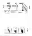 Fig. 05 - Isolation of human lung progenitors derived from pluripotent stem cells