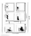 Fig. 44 - Isolation of human lung progenitors derived from pluripotent stem cells