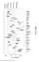 Fig. 35 - Biodosimetry panels and methods