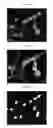Fig. 10 - Custom multiwell plate design for rapid assembly of photo-patterned hydrogels