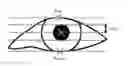 Fig. 01 - Determining eye openness with an eye tracking device