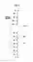Fig. 07 - Memory device and method of operating the same