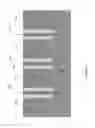 Fig. 11 - Semiconductor wafer dicing crack prevention using chip peripheral trenches