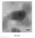 Fig. 22 - METHOD FOR MANUFACTURING METAL NANOPARTICLES, METHOD FOR MANUFACTURING METAL NANOPARTICLE-LOADED CARRIER, AND METAL NANOPARTICLE-LOADED CARRIER