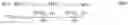 Fig. 04 - METHOD AND APPARATUS OF MOTION COMPENSATION FOR VIDEO CODING BASED ON BI PREDICTION OPTICAL FLOW TECHNIQUES