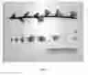 Fig. 04 - Nectarine tree named 'NJF20'