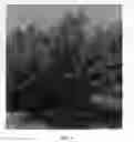 Fig. 05 - Nectarine tree named 'NJF20'
