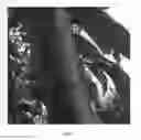 Fig. 06 - Nectarine tree named 'NJF20'