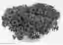 Fig. 01 - Calibrachoa plant named 'DCALCOCHLA'