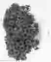 Fig. 02 - Calibrachoa plant named 'DCALCOCHLA'