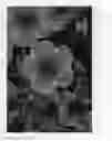 Fig. 03 - Calibrachoa plant named 'DCALCOCHLA'