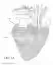 Fig. 08 - ORNAMENT ASSEMBLY