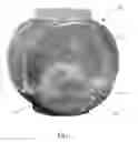 Fig. 11 - ORNAMENT ASSEMBLY