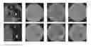 Fig. 01 - LACTOBACILLUS FERMENTUM BACTERIA WITH ANTIFUNGAL ACTIVITY