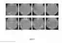 Fig. 06 - LACTOBACILLUS FERMENTUM BACTERIA WITH ANTIFUNGAL ACTIVITY