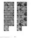 Fig. 09 - LACTOBACILLUS FERMENTUM BACTERIA WITH ANTIFUNGAL ACTIVITY