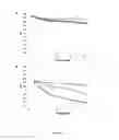 Fig. 12 - LACTOBACILLUS FERMENTUM BACTERIA WITH ANTIFUNGAL ACTIVITY