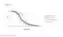 Fig. 15 - LACTOBACILLUS FERMENTUM BACTERIA WITH ANTIFUNGAL ACTIVITY