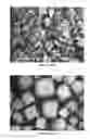 Fig. 06 - Free-Flowing Edible Composition, a Foodstuff Comprising It, Methods Employing It and a Method of Making the Composition
