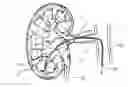 Fig. 01 - Systems and methods for neurological traffic and/or receptor functional evaluation and/or modification