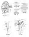 Fig. 10 - Systems and methods for neurological traffic and/or receptor functional evaluation and/or modification