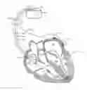 Fig. 01 - Cardiac response classification using retriggerable classification windows