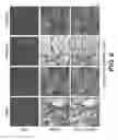 Fig. 07 - METHODS FOR TREATING CANCER
