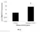 Fig. 09 - Compositions for improved NRF2 activation and methods of their use
