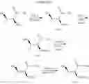 Fig. 56 - Spiro-lactam NMDA receptor modulators and uses thereof