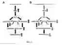 Fig. 02 - METHODS FOR TREATMENT OF MONOCYTE DYSFUNCTION AND CHRONIC INFLAMMATORY MICRO AND MACRO-VASCULAR DISEASES