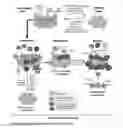 Fig. 01 - COMPOSITIONS AND METHODS FOR RESTORING THE IMMUNE SYSTEM