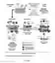 Fig. 02 - COMPOSITIONS AND METHODS FOR RESTORING THE IMMUNE SYSTEM