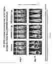 Fig. 28 - COMPOSITIONS AND METHODS FOR RESTORING THE IMMUNE SYSTEM