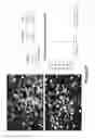 Fig. 22 - Modulation of splenocytes in cell therapy