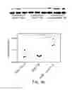 Fig. 27 - Compositions and methods for protecting the kidney from ischemia reperfusion injury