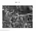 Fig. 13 - Functional hydrated hyaluronic acid and method for producing coated lactic acid bacteria having excellent intestinal mucoadhesive ability and selective antagonistic action using same