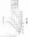 Fig. 41 - Dual variable domain immunoconjugates and uses thereof