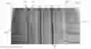 Fig. 01 - Tire tread with bridges
