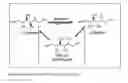 Fig. 02 - Fructose to Allulose Conversion