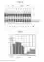 Fig. 06 - Amino acid-modified nucleic acid and utilization thereof