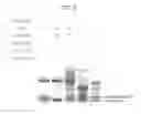 Fig. 08 - Amino acid-modified nucleic acid and utilization thereof