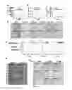 Fig. 06 - Compositions and Methods for Inducing Senescence in Cancer Cells