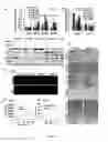 Fig. 07 - Compositions and Methods for Inducing Senescence in Cancer Cells