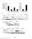 Fig. 09 - Compositions and Methods for Inducing Senescence in Cancer Cells