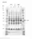 Fig. 09 - Biosynthesis of human milk oligosaccharides in engineered bacteria