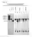 Fig. 22 - Biosynthesis of human milk oligosaccharides in engineered bacteria